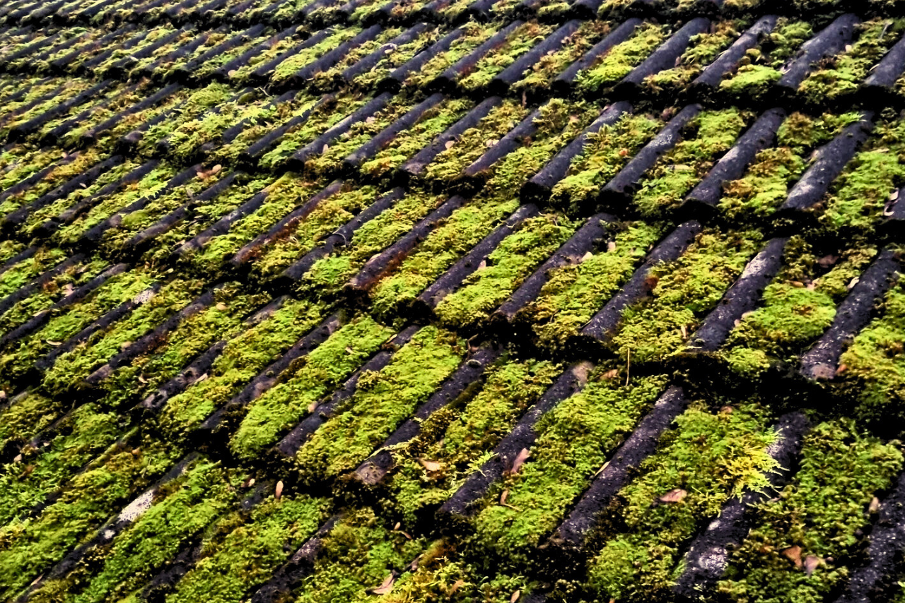 Roof Moss Cleaning